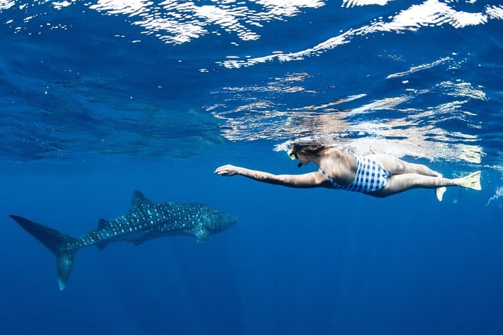 Swim with Whale Sharks at Ningaloo Reef — 3 Islands Whale Shark Dive from Exmouth photo 5