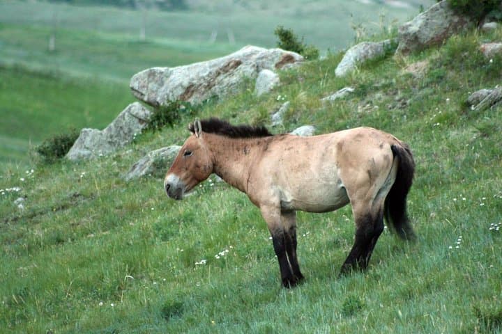 Mongolia National Parks Excursion: Terelj, Khustai & Genghis Khan Monument photo 4