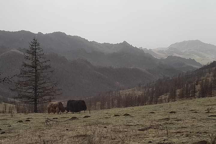 Mongolia National Parks Excursion: Terelj, Khustai & Genghis Khan Monument photo 6