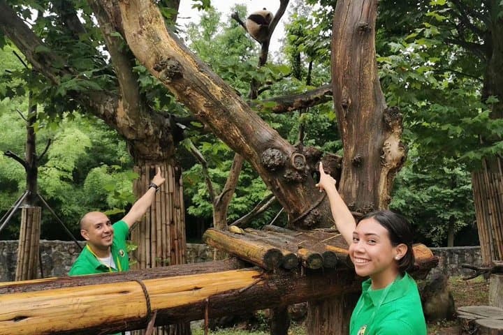Volunteer with Giant Pandas at Dujiangyan Panda Base — Day Rescue Center Experience