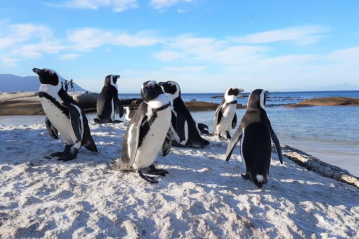 Vintage Car Cape Peninsula Tour — Penguins, Cape Point & Chapman's Peak Drive photo 5