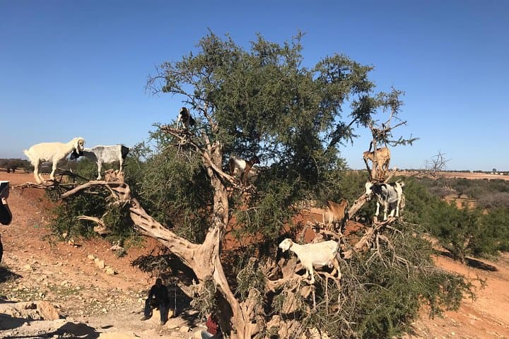 Morocco Express: 6-Day Casablanca to Essaouira Cultural Tour photo 3