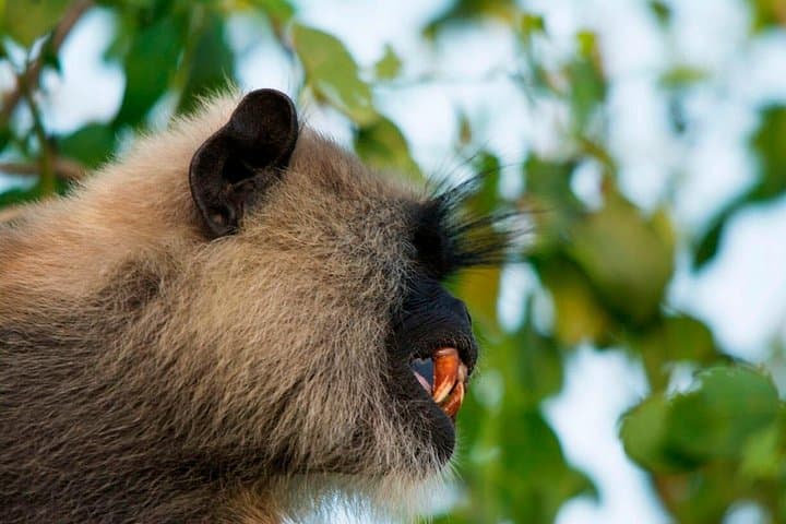Morning Private Safari at Bundala National Park — Birds, Elephants & Lagoons photo 3