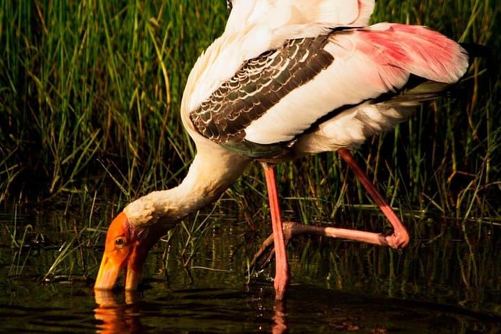 Morning Private Safari at Bundala National Park — Birds, Elephants & Lagoons photo 2
