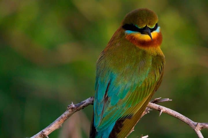Morning Private Safari at Bundala National Park — Birds, Elephants & Lagoons photo 1