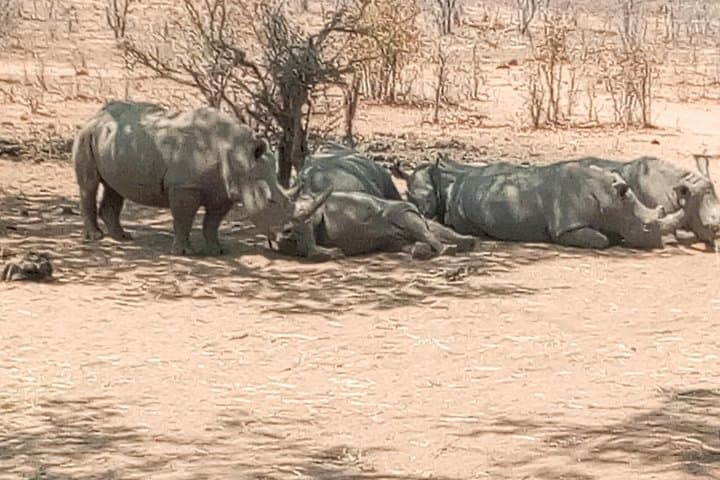 Short Rhino Safari Walk — High-Probability Rhino Tracking near Livingstone photo 1