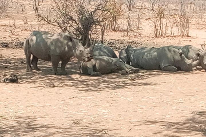 Short Rhino Safari Walk — High-Probability Rhino Tracking near Livingstone photo 2