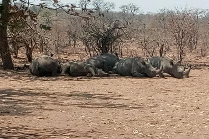Short Rhino Safari Walk — High-Probability Rhino Tracking near Livingstone photo 4