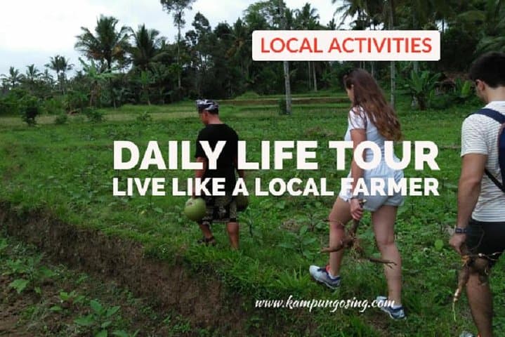 Live Like a Local Farmer: Daily Rice-Field Experience in Banyuwangi