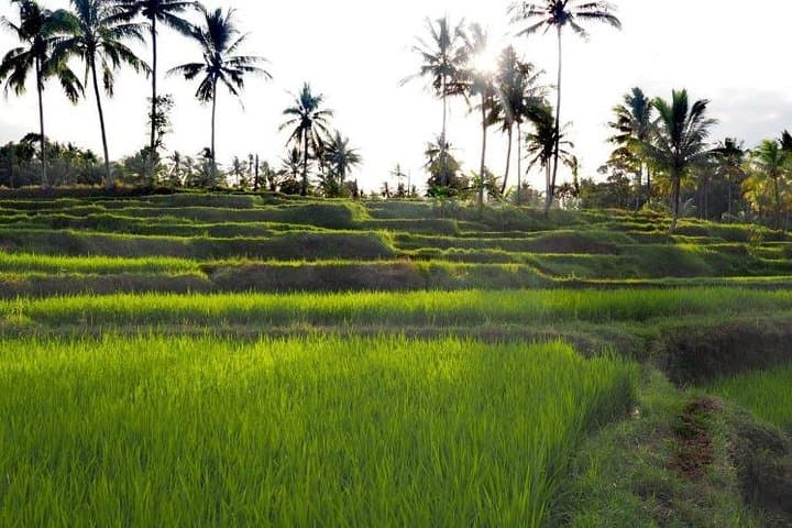 Live Like a Local Farmer: Daily Rice-Field Experience in Banyuwangi photo 2