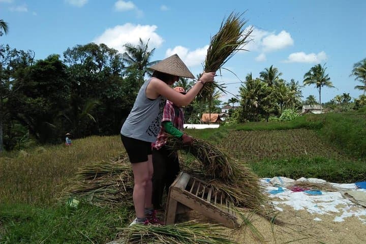 Live Like a Local Farmer: Daily Rice-Field Experience in Banyuwangi photo 5