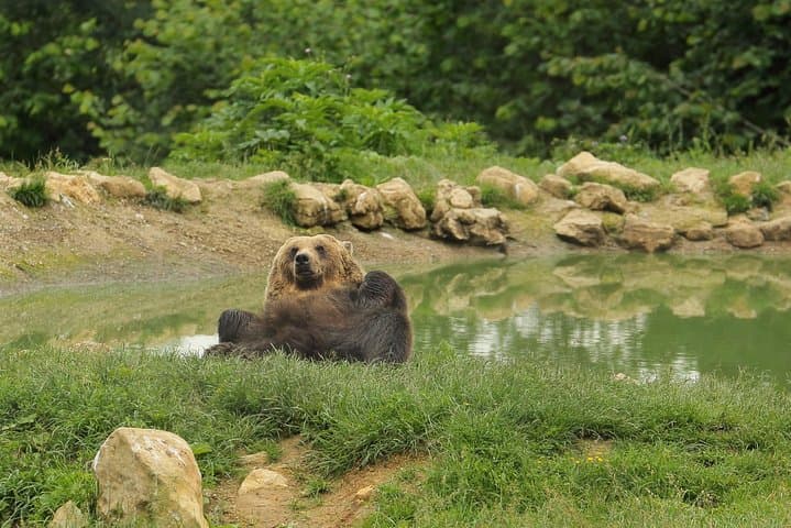 Transylvania Day Trip: Dracula's Castle, Libearty Bear Sanctuary & Brasov