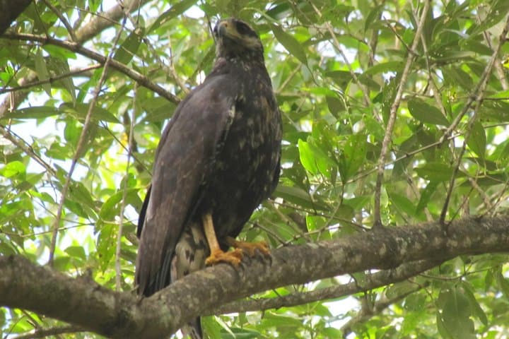 Plantaadje Wetland Bicycle and Boat Tour from Paramaribo
