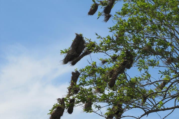 Plantaadje Wetland Bicycle and Boat Tour from Paramaribo photo 2