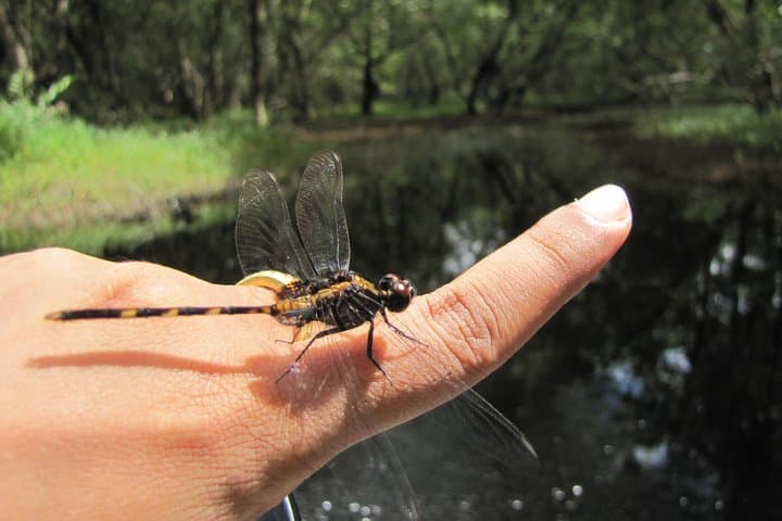 Plantaadje Wetland Bicycle and Boat Tour from Paramaribo photo 3