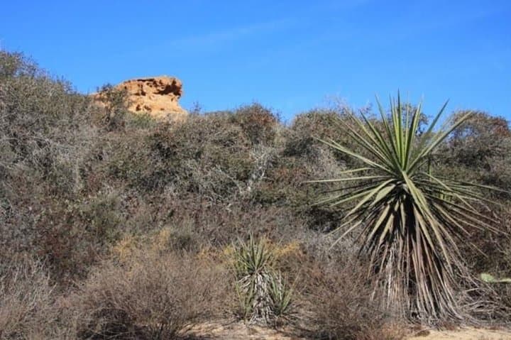 Runyon Canyon Private Guided Hike — 2-Hour Hollywood Hills Tour photo 3