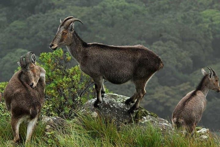 Tuk-Tuk Safari to Eravikulam National Park: Nilgiri Tahr, Tea Museum & CSI Church Day Trip from Munnar