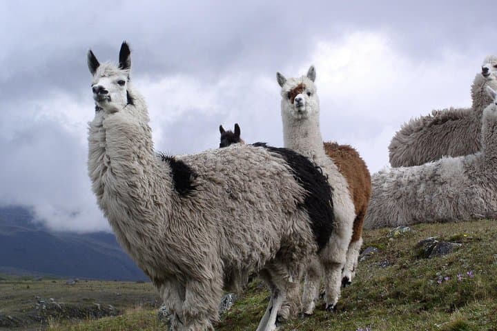 Cotopaxi Full-Day Hike: José Rivas Refuge & Limpiopungo Lagoon photo 4