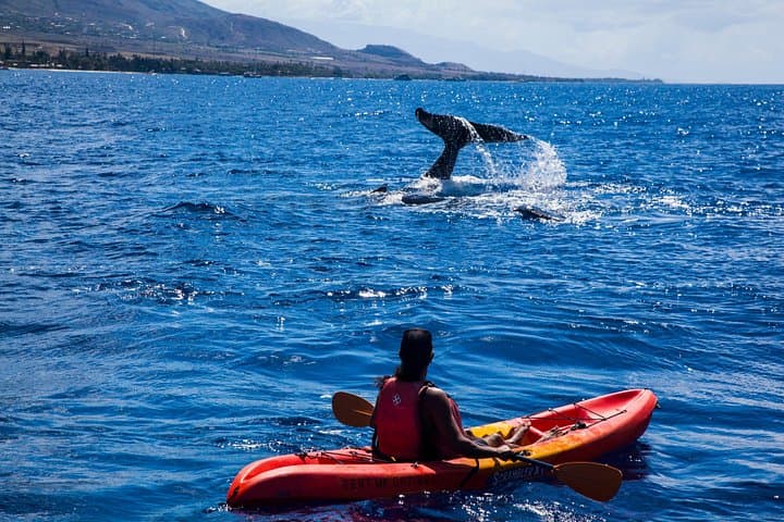Makena Whale Watching and Snorkel — Kayak With Humpback Whales in South Maui photo 3