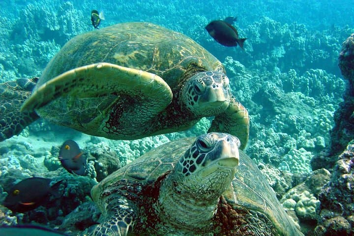 Makena Turtle Town Kayak & Snorkel Eco Adventure — Maui Guided Tour photo 3