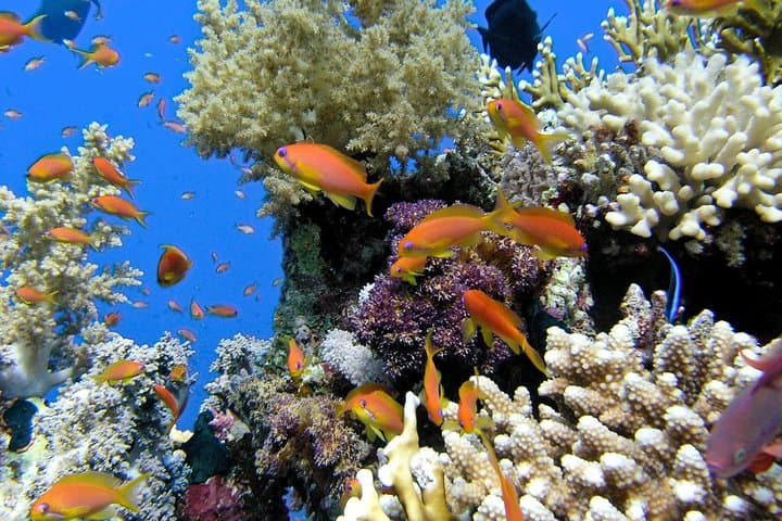 Makena-Wailea Kayak & Snorkel Explorer — Turtle Town and Fives Graves, Maui photo 6