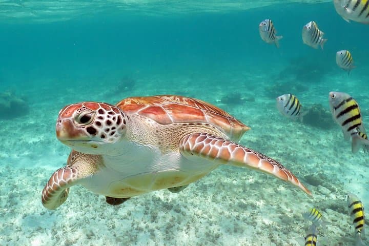 Snorkel with Sea Turtles and Explore a Riviera Maya Cenote photo 4