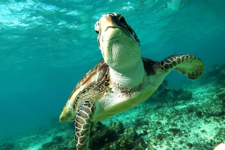 Snorkel with Sea Turtles and Explore a Riviera Maya Cenote
