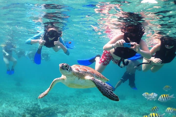Snorkel with Sea Turtles and Explore a Riviera Maya Cenote photo 3