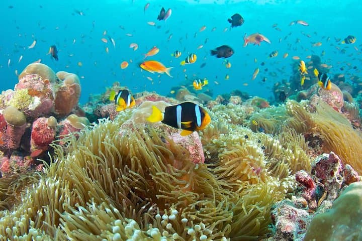 Blue Lagoon & Tanjung Jepun Snorkel Day Trip — Padangbai’s Shallow Reefs