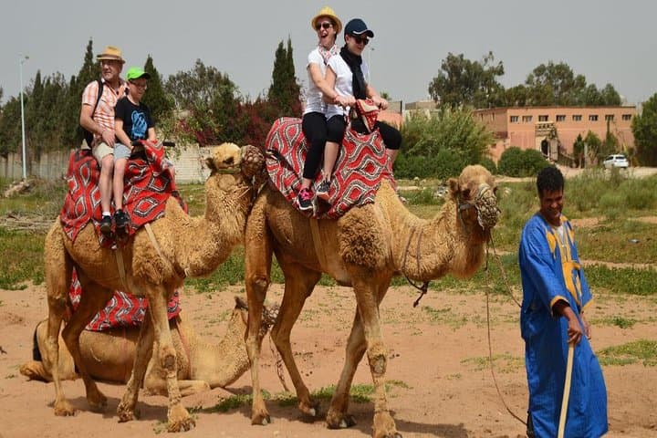 Agadir Camel Ride Shore Excursion: Eucalyptus Forest & Souss River Experience photo 2