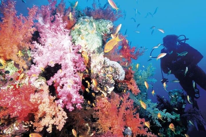 Hurghada Red Sea Diving: Half-Day Boat Dives to Coral Gardens
