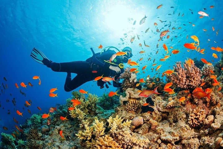 Hurghada Red Sea Diving: Half-Day Boat Dives to Coral Gardens photo 5