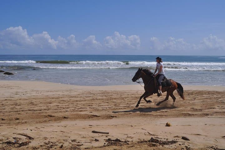 Uvero Alto Beach Horseback Riding Tour from Punta Cana photo 5