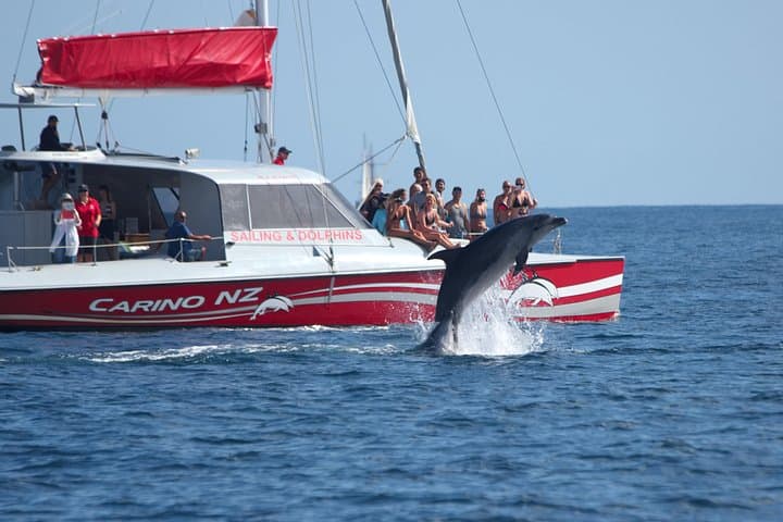 Bay of Islands Wildlife Cruise — Dolphin Watching, Island Snorkel & Kiwi-Style BBQ