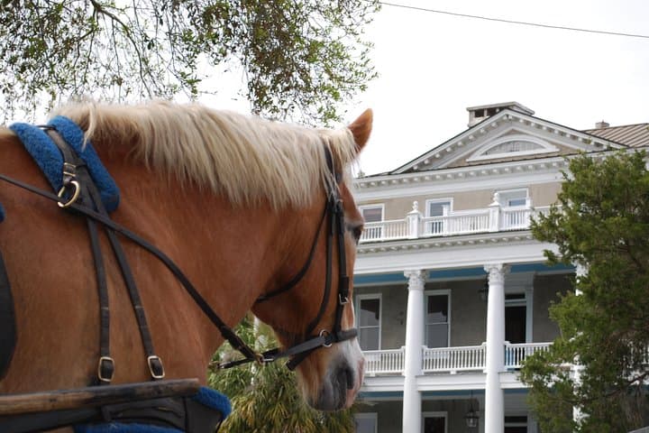 Beaufort Horse-Drawn Carriage Tour — Old Beaufort Historic District photo 2
