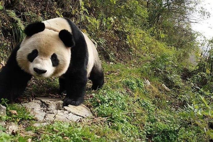 3-Day Chengdu Tour: Dujiangyan, Leshan Giant Buddha & Sichuan Cooking Experience photo 1