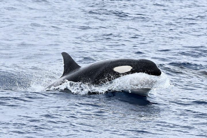 Bremer Bay Orca Experience: Offshore Whale Watching in Western Australia photo 2