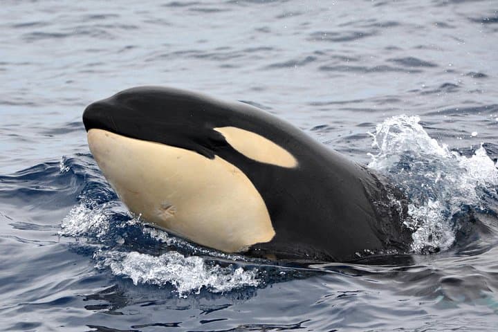 Bremer Bay Orca Experience: Offshore Whale Watching in Western Australia photo 3