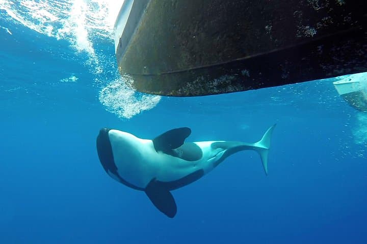 Bremer Bay Orca Experience: Offshore Whale Watching in Western Australia photo 5