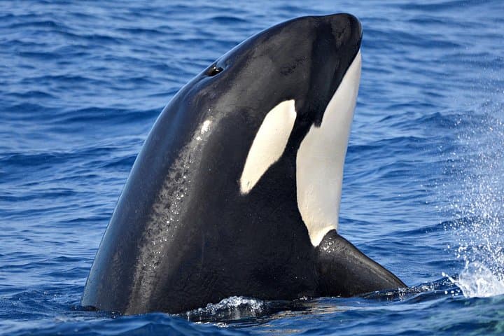 Bremer Bay Orca Experience: Offshore Whale Watching in Western Australia