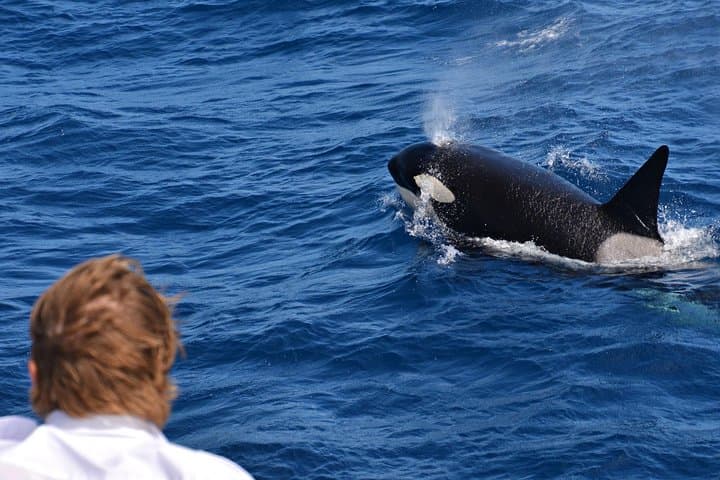 Bremer Bay Orca Experience: Offshore Whale Watching in Western Australia photo 6