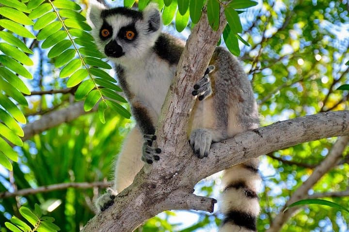Weekend Wildlife: Andasibe Two-Day Madagascar Lemur & Reptile Tour photo 6