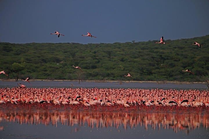 Overnight Flamingo Safari at Lake Bogoria & Lake Nakuru — Flamingos, Rhinos & Hot Springs