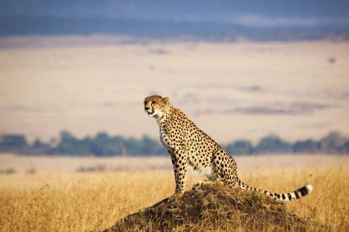3-Day Maasai Mara Luxury Safari: Big Five, Rift Valley Views & Keekorok Lodge photo 4