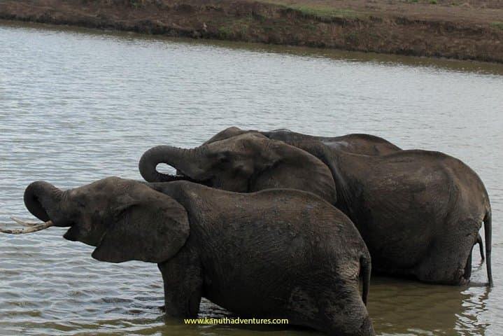 2-Day Mikumi Safari from Dar es Salaam — Weekend Game Drive & Lodge Stay photo 3