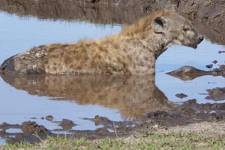 Chobe Day Trip from Livingstone: Big Five Safari & Zambezi River Cruise photo 4