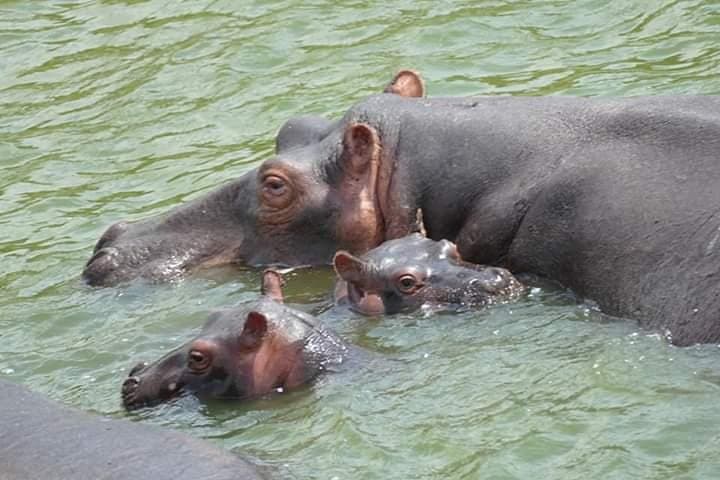 Seven Days Exploring Uganda: Murchison Falls, Queen Elizabeth & Gorilla Trekking photo 2