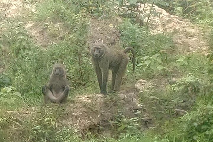 Seven Days Exploring Uganda: Murchison Falls, Queen Elizabeth & Gorilla Trekking photo 5