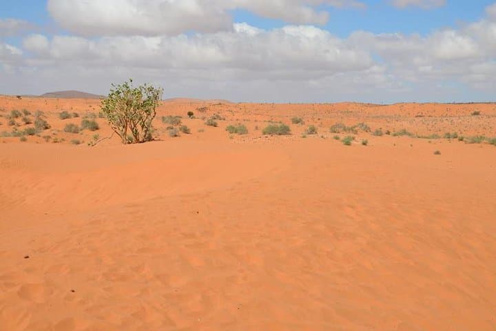 Agadir to Massa: 4x4 Dune Ride, Wild Beaches & Massa National Park Day Trip photo 2