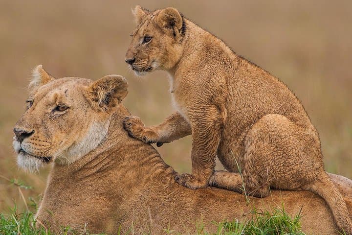 4-Day Masai Mara & Lake Nakuru Private Safari from Nairobi photo 3